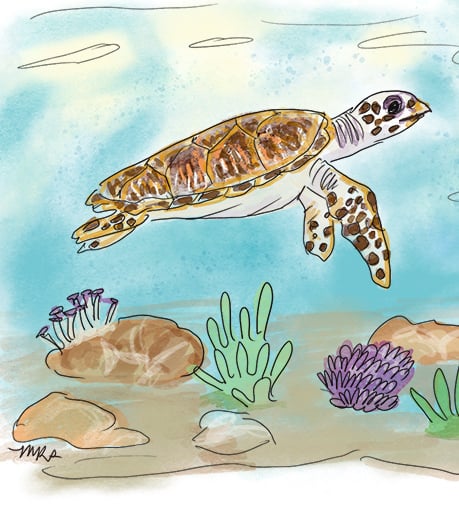 haskbill-turtle-1